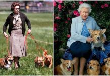 But What About the Queen’s Dogs?
