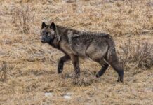 Park Rangers Reportedly Cite Man Involved In Yellowstone Video Spraying Wolves