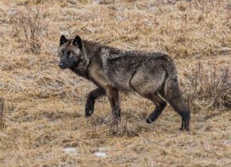 Park Rangers Reportedly Cite Man Involved In Yellowstone Video Spraying Wolves