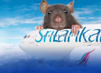 Rat Forces Flight To Be Canceled